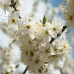 Schlehenblüte (Prunus spinosus)