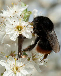 Ein Fest für Insekten Ein Fest für Insekten