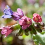 Lungenkraut (Pulmonaria officinalis)