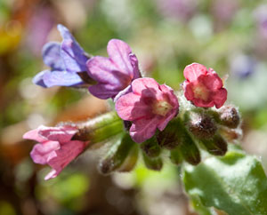 Lungenkraut (Pulmonaria officinalis) Lungenkraut (Pulmonaria officinalis)