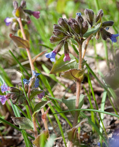 Lungenkraut (Pulmonaria officinalis) Lungenkraut (Pulmonaria officinalis)