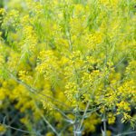 Färberwaid (Isatis tinctoria)