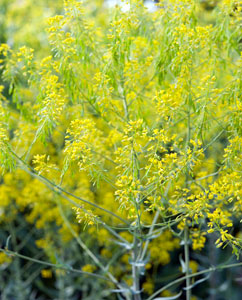 Färberwaid (Isatis tinctoria) Färberwaid (Isatis tinctoria)
