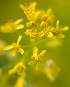Färberwaid-Blüten Färberwaid-Blüten
