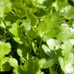 Korianderblätter (Coriandrum sativum)