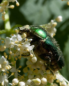 Smaraktkäfer frisst Holunderblüten Smaraktkäfer frisst Holunderblüten