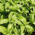 Basilikum (Ocimum Basilicum)