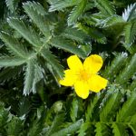 Gänsefingerkraut (Potentilla anserina)