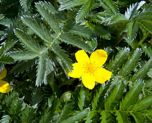 Gänsefingerkraut (Potentilla anserina) Gänsefingerkraut (Potentilla anserina)