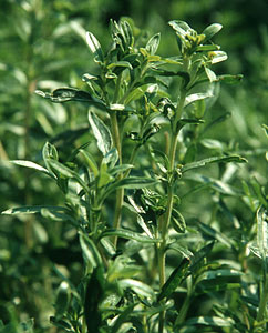 Bohnenkraut (Satureja Hortensis) Bohnenkraut (Satureja Hortensis)