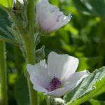 Eibisch (Althaea officinalis)