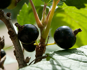 Schwarze Johannisbeeren (Ribes nigrum) Schwarze Johannisbeeren (Ribes nigrum)