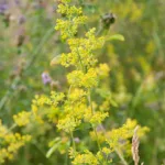 Echtes Labkraut (Galium verum)