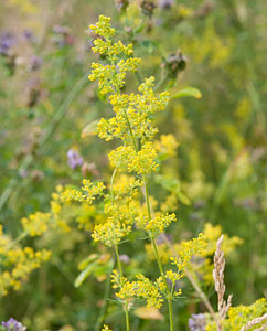 Echtes Labkraut (Galium verum) Echtes Labkraut (Galium verum)