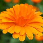 Ringelblume (Calendula officinalis)