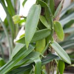 Vanillepflanze (Vanilla planifolia)
