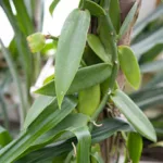 Vanillepflanze (Vanilla planifolia)