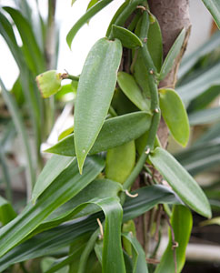 Vanillepflanze (Vanilla planifolia)