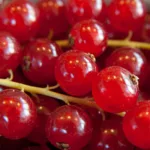 Rote Johannisbeeren