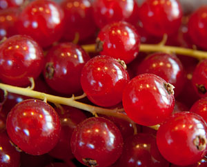 Rote Johannisbeeren Rote Johannisbeeren