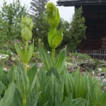 Gelber Enzian (Gentiana lutea)