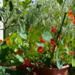 Kapuzinerkresse auf dem Balkon