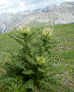 Distel Distel