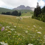 Schweizer Alpenwiese