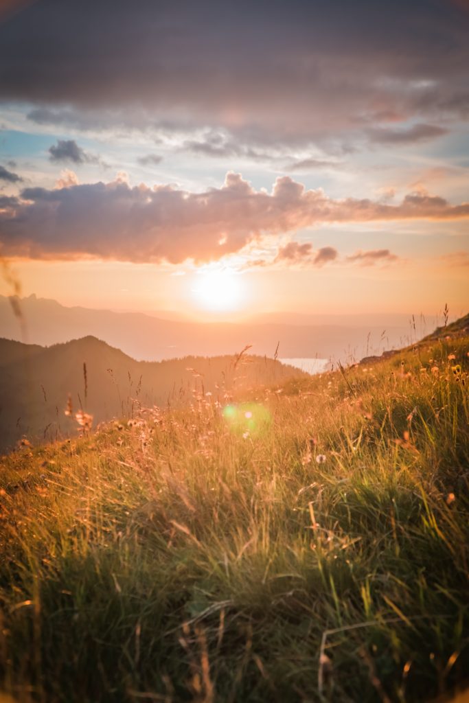 Heilpflanzen in den Alpen