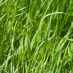 Quecke (Agropyron Repens)