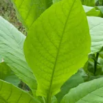 Tabak (Nicotiana rustica)