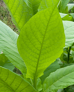 Tabak (Nicotiana rustica)