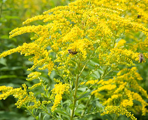 Goldrute (Solidago canadiensis)