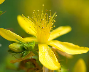 Johanniskrautblüte (Hypericum perforatum)