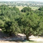 Arganienbäume (Argania spinosa) bei Essaouira