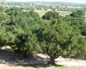 Arganienbäume (Argania spinosa) bei Essaouira
