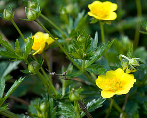 Blutwurz (Potentilla tormentilla)