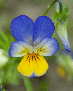 Stiefmütterchen (Viola tricolor)