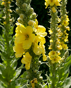 Wollblume oder Königskerze