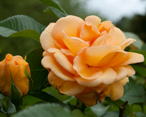 Rosen in ihrer Vielfalt und Schönheit