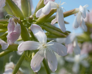 Seifenblume