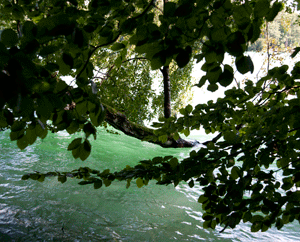 Die Esche liebt Wasser