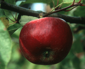 Evas Apfel, verführerisch und gesund