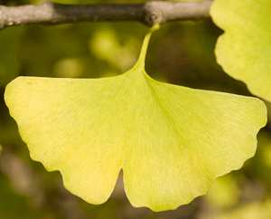 Herbstliches Gingkoblatt