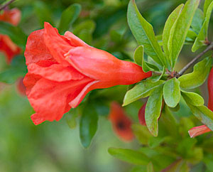 Granatapfelblüte