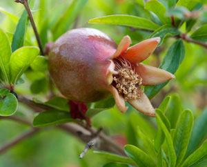aus der Blüte entstehender Granatapfel