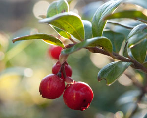Preisselbeeren