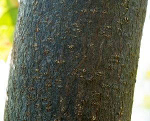 Faulbaumrinde