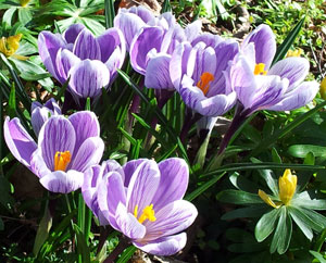 Krokusse