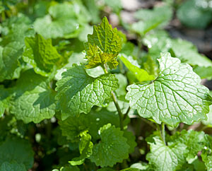 Knoblauchrauke